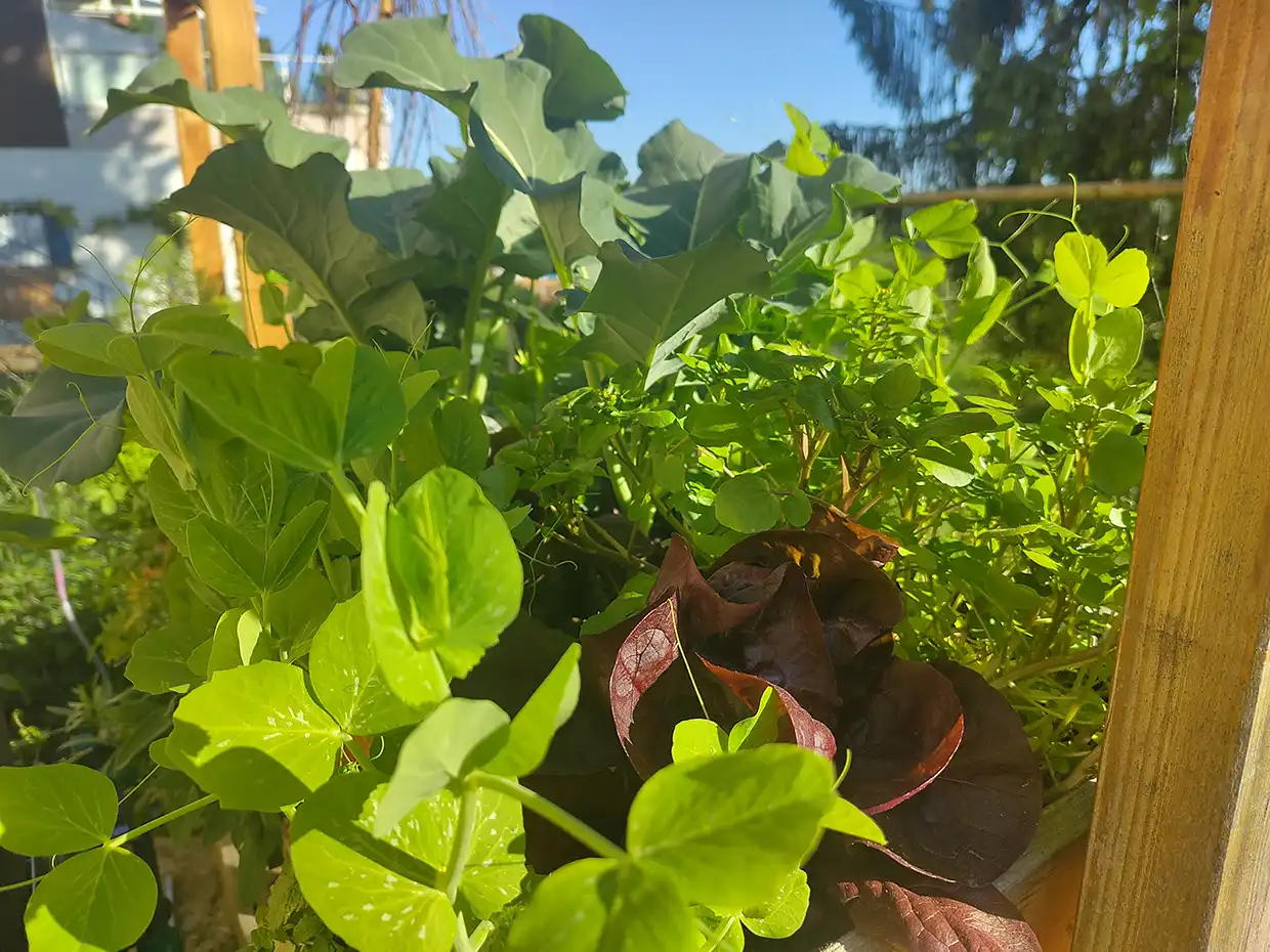 Geco Gardens Pflanzen